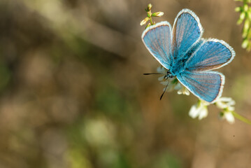 A male Blue Copper butterfly on a field flower.