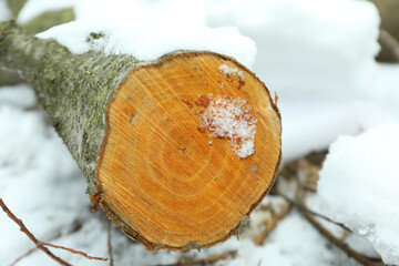 Log outdoor in winter season with snow