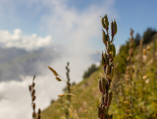 Wheat on a mountain