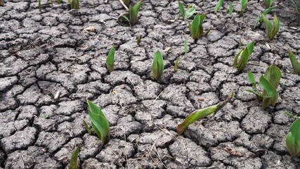 plants in dry soil