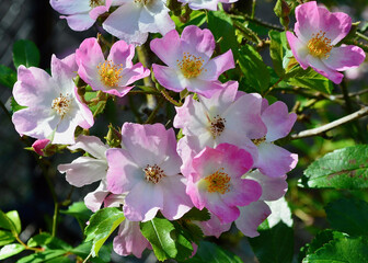Naklejka premium Beautiful hybrid musk rose - Ballerina - enjoys the afternoon spring sunshine