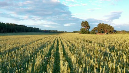 Aerial moving forward over ears of wheat growing in rural field on summer evening in light of sunset. Cultivation of grain crops and food security. Agricultural season in summer