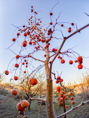 Unabi healthy food. Unabi in winter. Fruits on the tree