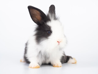 Fototapeta premium Front view of cute baby rabbit sitting on white background. Lovely action of young rabbit.