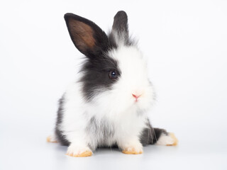 Front view of cute baby rabbit sitting on white background. Lovely action of young rabbit.