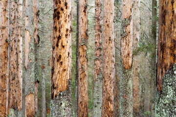 Spruce dead from bark beetle - obrazy, fototapety, plakaty