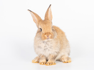 Fototapeta premium Front view of baby brown rabbit sitting on white background. Lovely action of young rabbit.