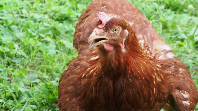 Brown chicken walking in garden 