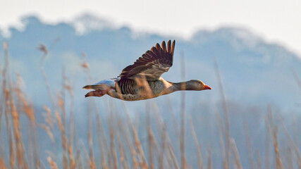 greylag goose flying through reeds