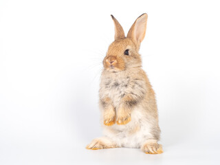 Baby brown rabbit standing on white background. Lovely action of young rabbit.