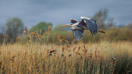grey heron flying over reeds