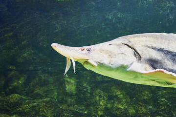 Beluga Huso huso is a fish of the sturgeon family swimming in clear water