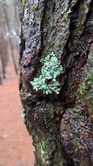 Green Algae moss in the Trunk