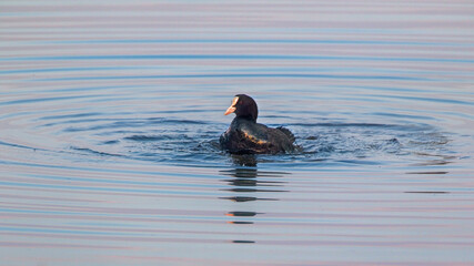 eurasian  coot swimming on lake