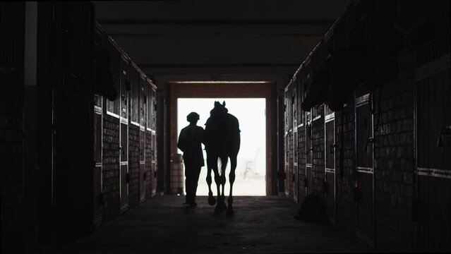 A man walking with a horse out of a stable. Man leading a equine kept on a leash out of barn through a gate. Male silhouette with stallion. Rear back view