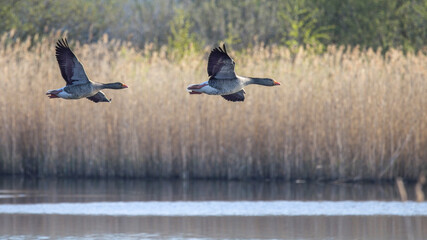 Fototapeta premium two greylag geese flying our lake with reflections