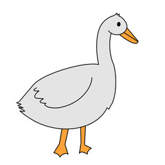 duck illustration