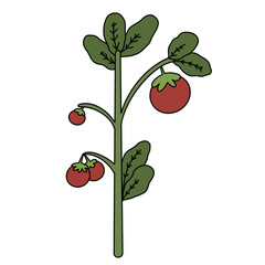 Tomatoes Tree color illustration