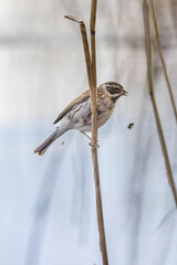 common reed bunting perched in reeds eating a bug 