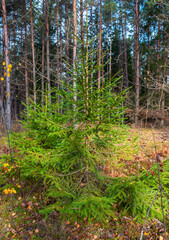 Young green symmetrical spruce in a mixed forest in autumn