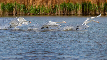 Fototapeta premium swans on the attack skimming the water