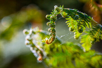 spiderweb on a fern in the morning light