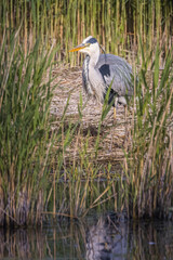 grey heron in reeds