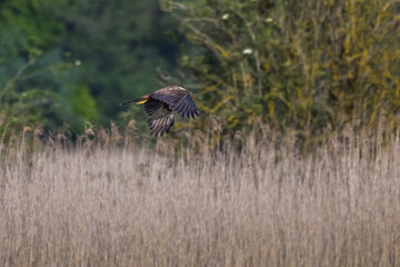 marsh harrier flying low in the sky over reeds 