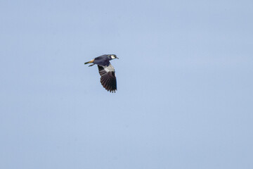 lapwing in flight
