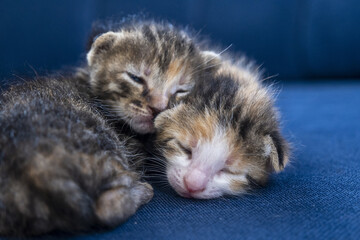 Two newborn calico tabby cats hugging each other and sleeping, adorable newborn baby cat, kitten concept, half-open eye small cat 