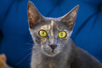 Full opened eye mature grey tabby cat, selective focus, detailed cat, yellow predator eyes