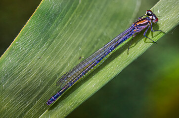 damselfly fly on leaf