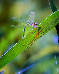 tetragnatha montana, spider on leaf