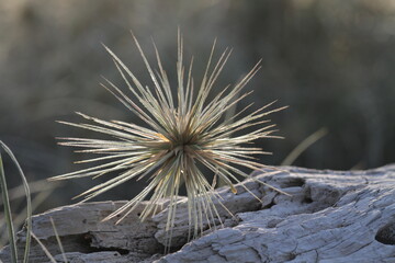 Spinifex on driftwood