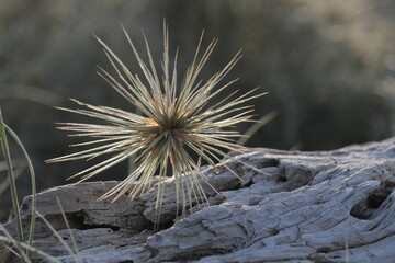 Spinifex on driftwood