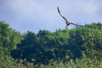 Fototapeta na wymiar marsh harrier flying in the sky