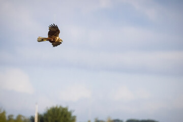 marsh harrier flying in the sky