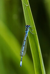 common blue damselfly fly on leaf