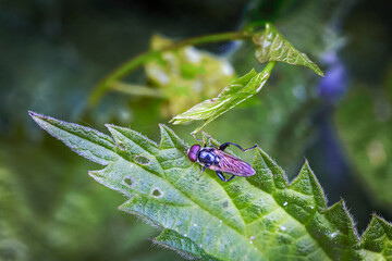 fly on leaf