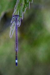 damselfly fly on leaf