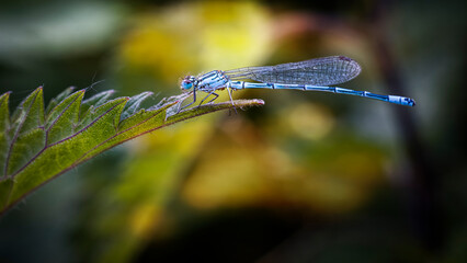 common blue damselfly fly on leaf