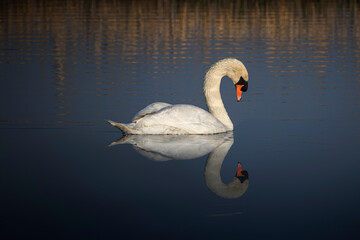swan swimming  on the water with reflection
