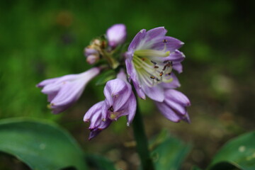 Hosta BLUE MOUSE EARS_Funkia Blue Mouse Ears - obrazy, fototapety, plakaty