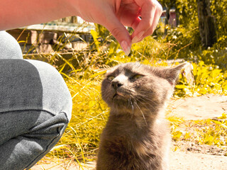 The girl strokes the cat with her hand. Petting the cat. Grey Cat
