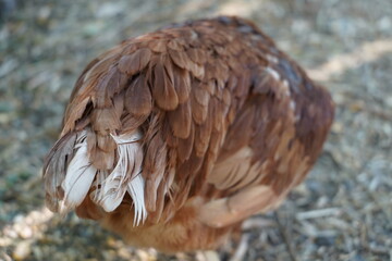 Chickens feeding. Selective focus on the head. Close up of a red hen in her chicken coop. Red chicken looking back.