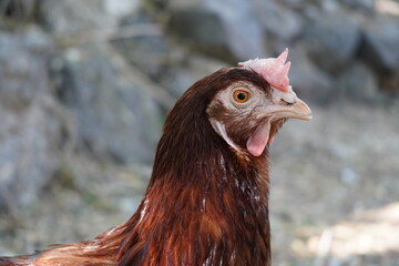 Chickens feeding. Selective focus on the head. Close up of a red hen in her chicken coop. Red chicken looking back.