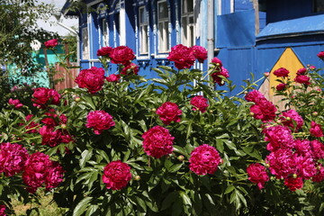 Purple peonies flowers in garden, summer blossoming in Suzdal town, Vladimir region, Russia. Russian countryside nature. Red peony bloom. Peonies blossom. Wooden house with ornamental windows, frames