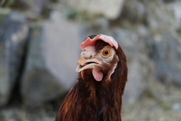 Chickens feeding. Selective focus on the head. Close up of a red hen in her chicken coop. Red chicken looking back.