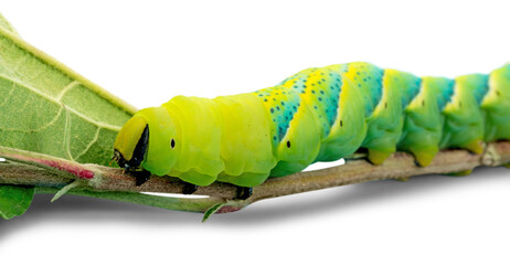 Caterpillar on a Branch