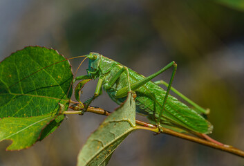 Detailed close up of a large green wart biter in sunlight